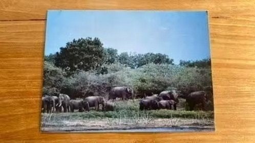 Ansichtkaart: wilde olifanten - Yala safari park Sri Lanka, Ophalen of Verzenden, 1980 tot heden, Wild dier