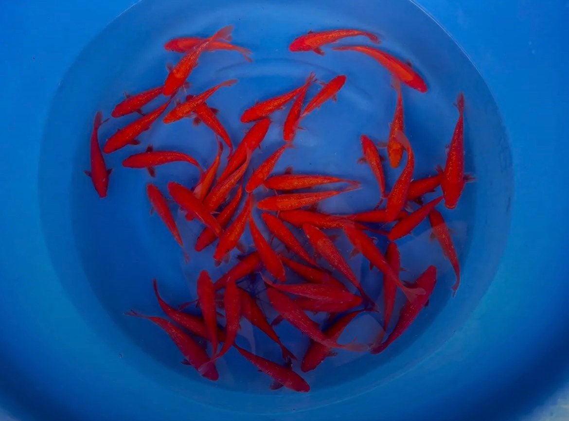 Tateshita Benigoi 15-20cm, Dieren en Toebehoren, Karper of Koi
