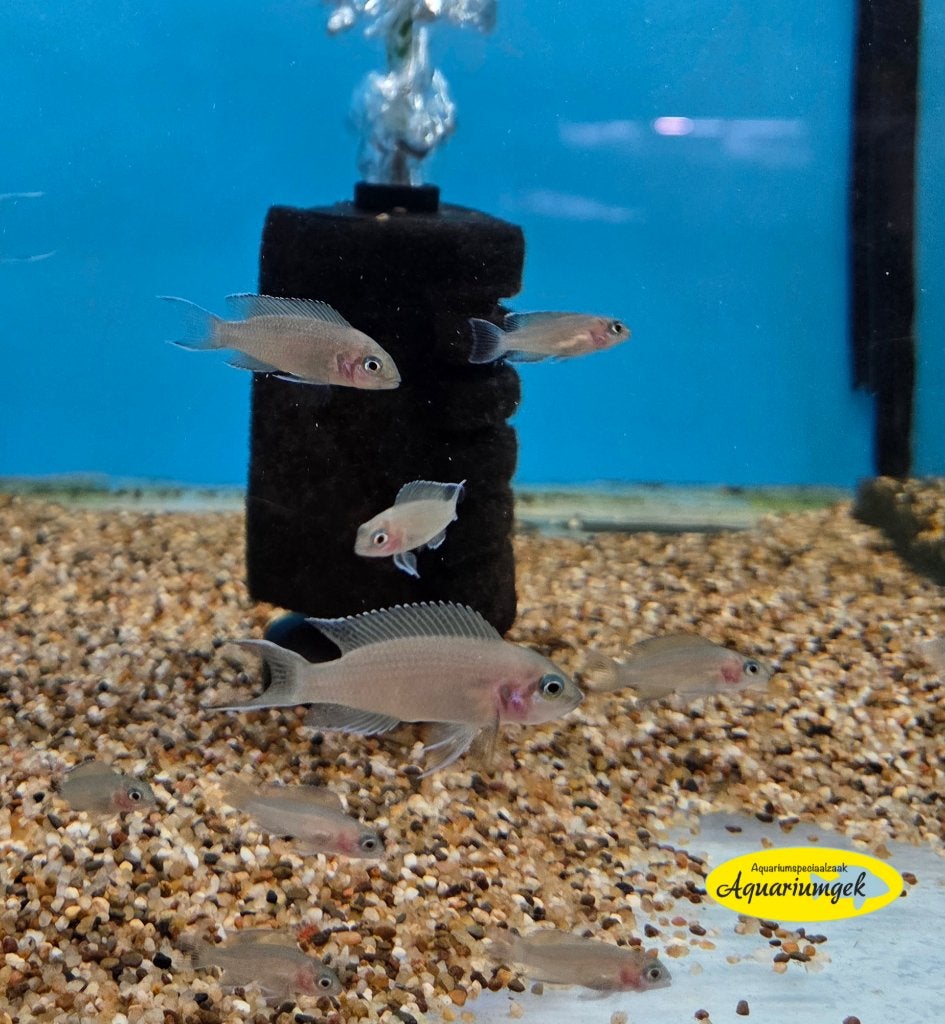 Neolamprologus pulcher daffodil, Dieren en Toebehoren, Vis, Zoetwatervis