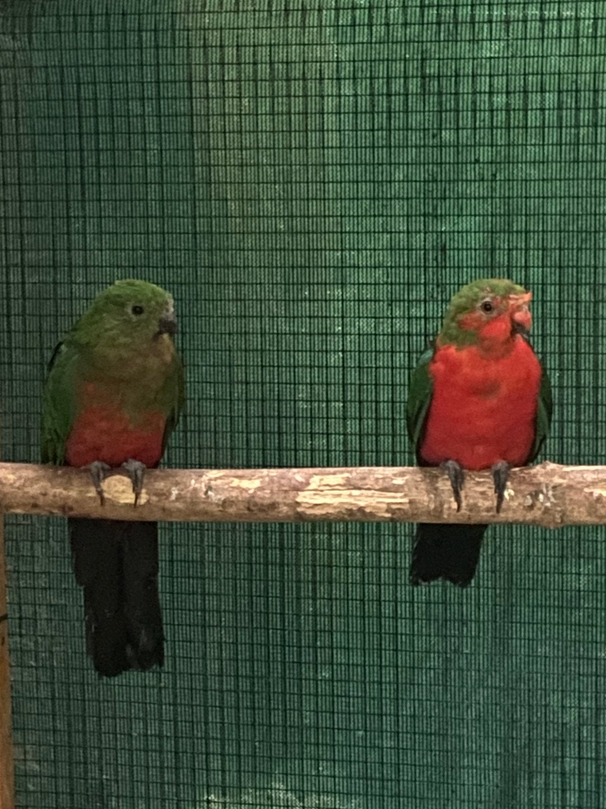 Koningsparkiet koppel, Meerdere dieren, Parkiet, Geringd