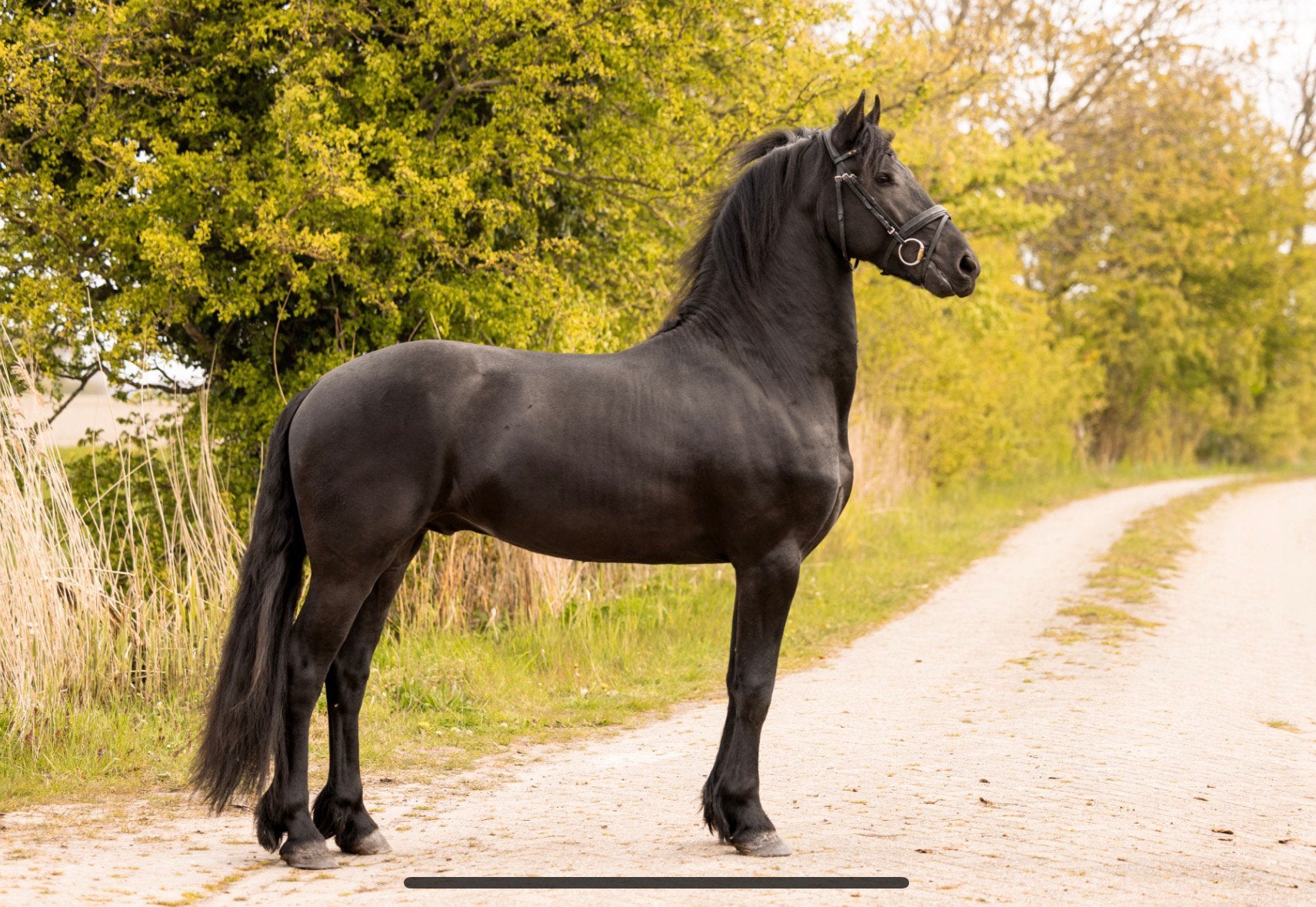 3 jarige friese ster hengst, Merrie, 160 tot 165 cm, Dressuurpaard, 3 tot 6 jaar