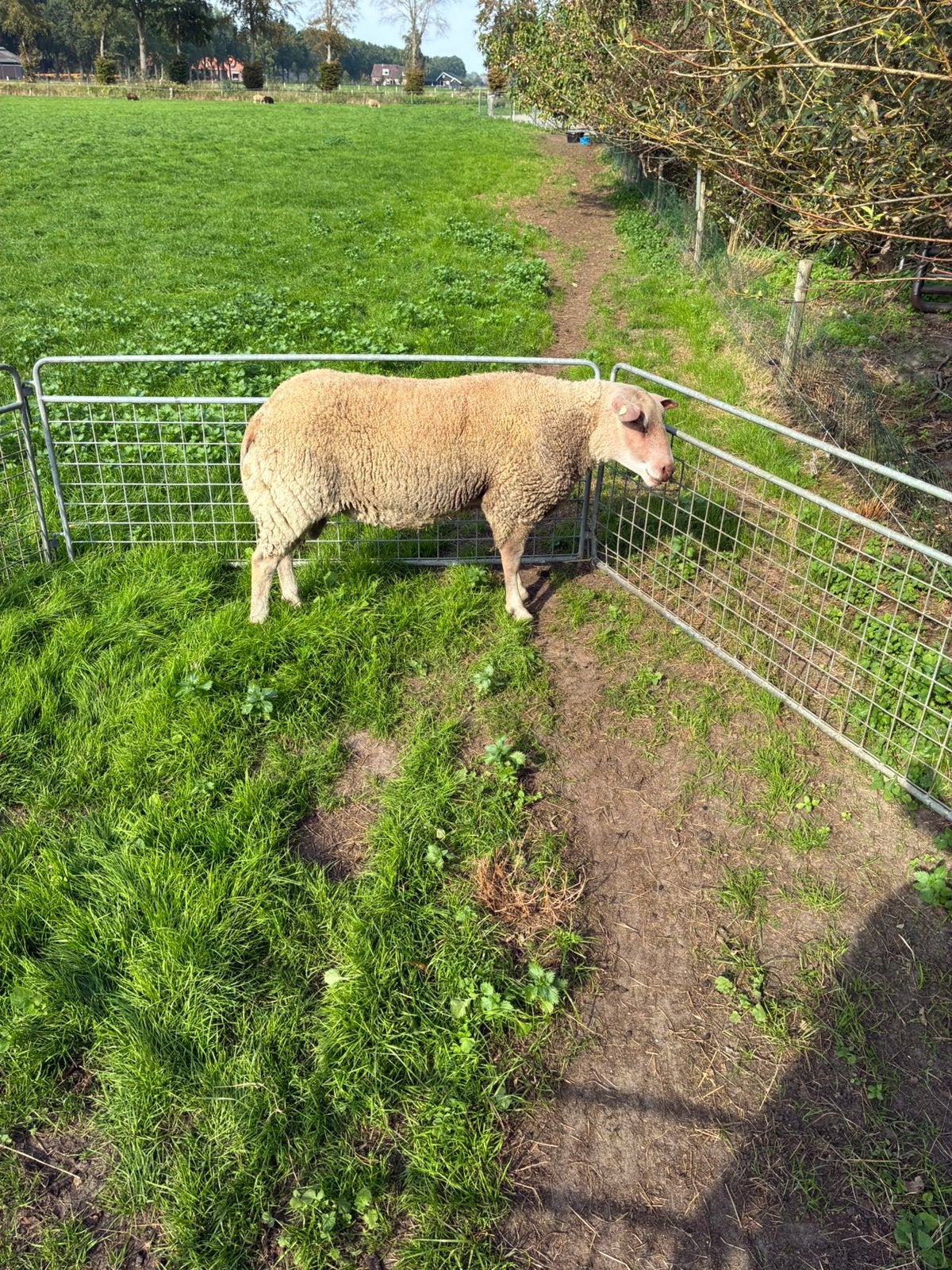 Te koop rouge x texelaar ram, Dieren en Toebehoren, Mannelijk, Schaap