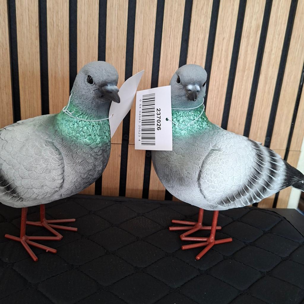 Mooi beeld van een duif duiven, Ophalen, Nieuw, Dier