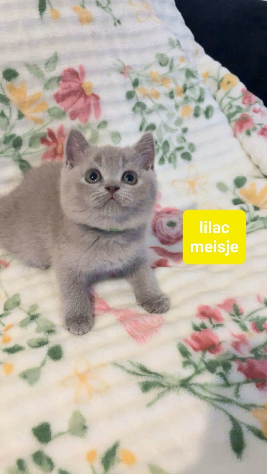 Britse korthaar kittens, Meerdere dieren, Ontwormd