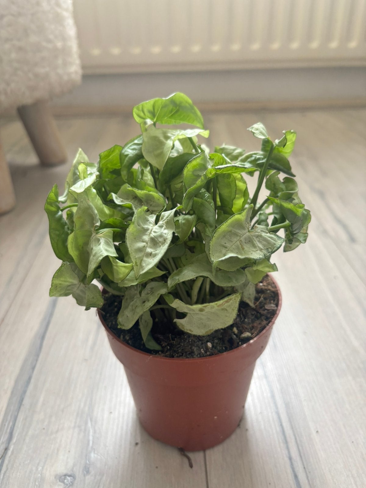 Syngonium, Huis en Inrichting, Ophalen of Verzenden, Halfschaduw, Minder dan 100 cm