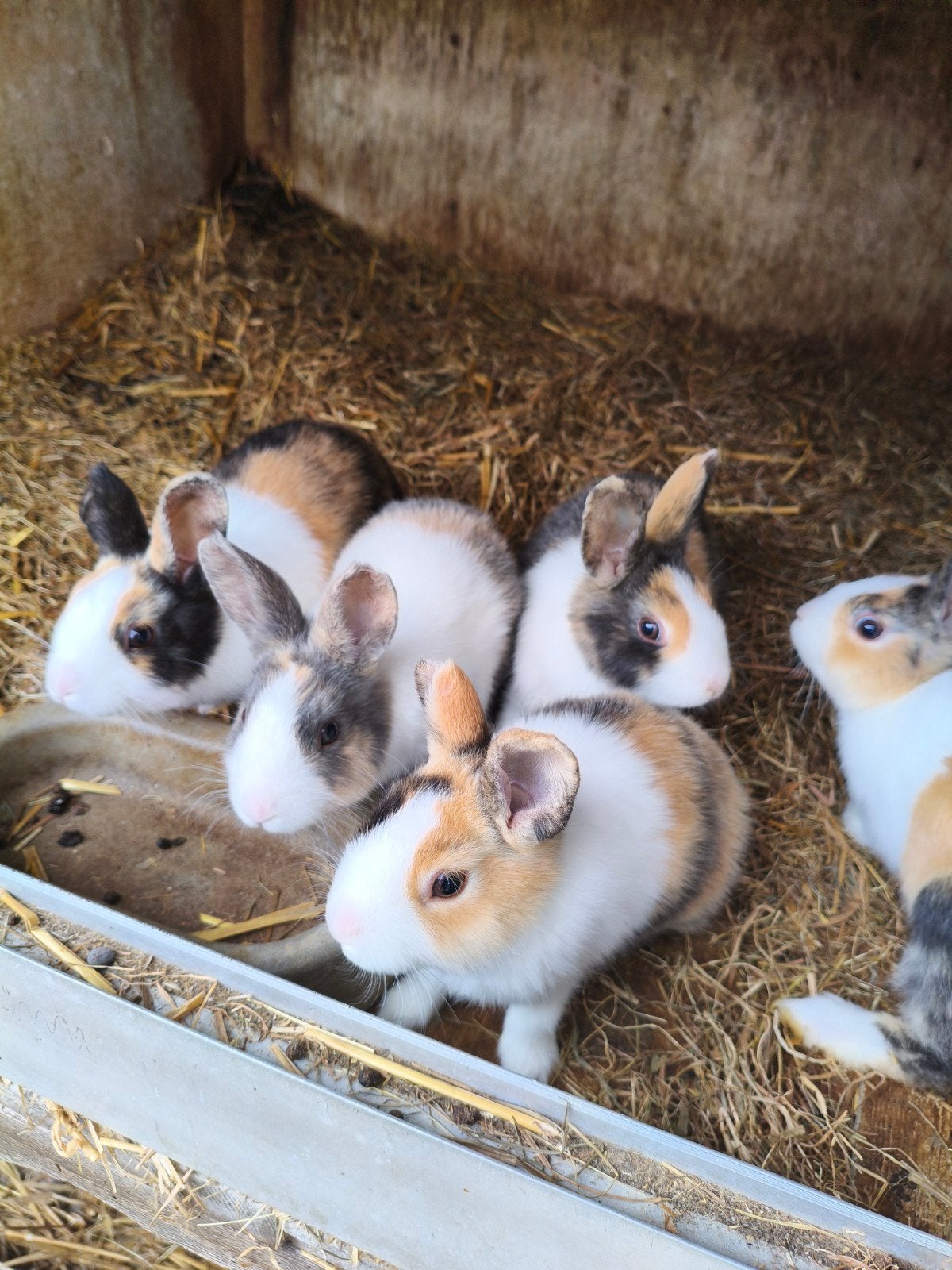 Jonge konijntjes te koop, Meerdere dieren, Klein