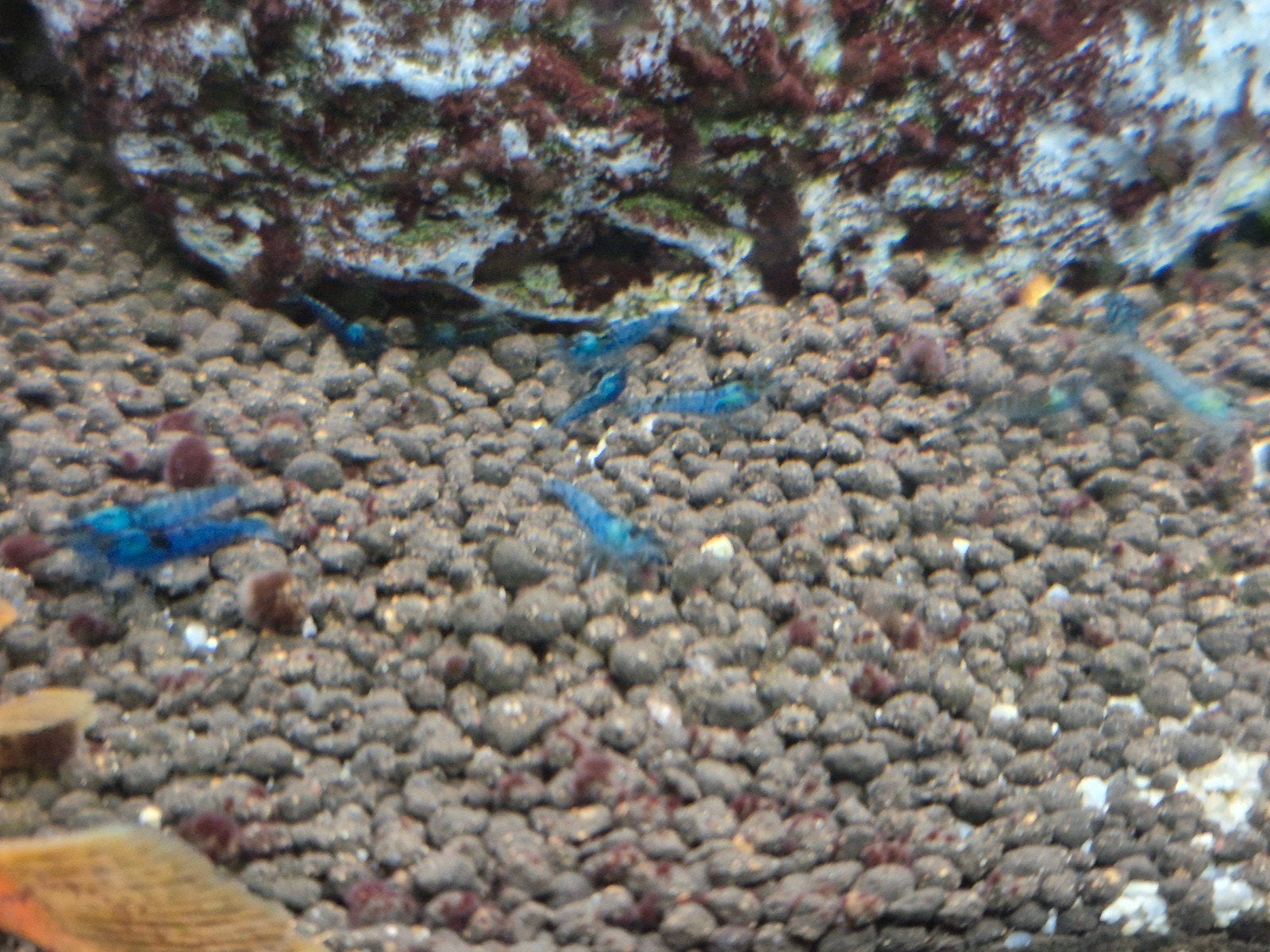 blue dream garnalen, Ophalen