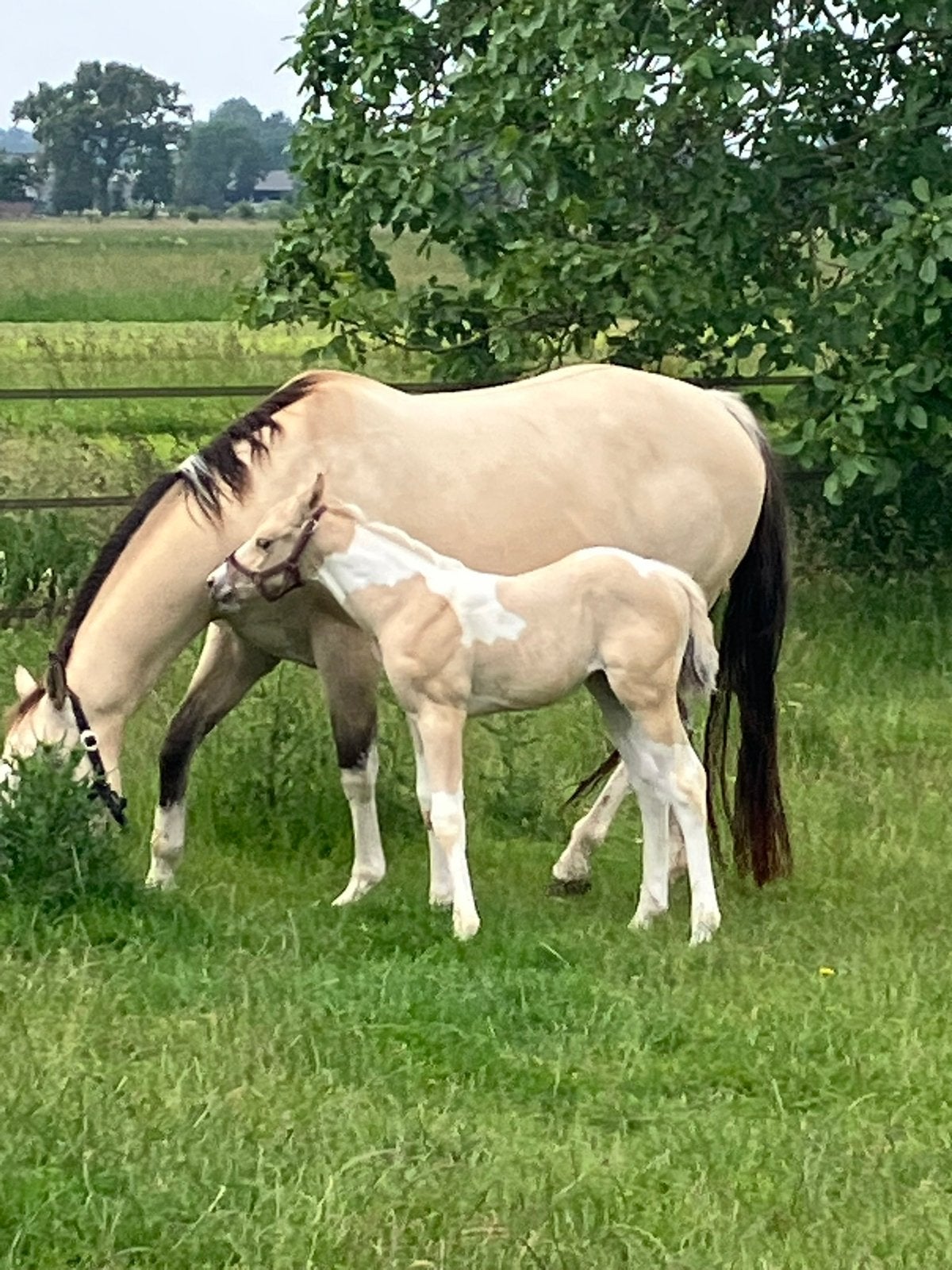 Prachtig APHA hengstveulen, Dieren en Toebehoren, Paarden, Minder dan 160 cm, Niet van toepassing, 0 tot 2 jaar, Hengst