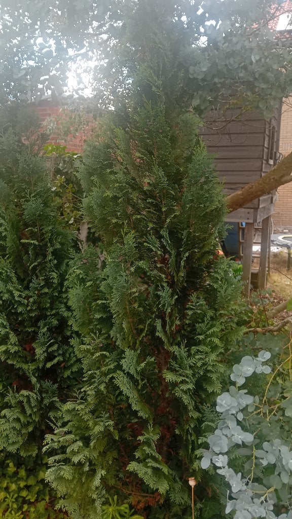 2 coniferen, Tuin en Terras, Ophalen, Bloeit niet, Halfschaduw, Overige soorten