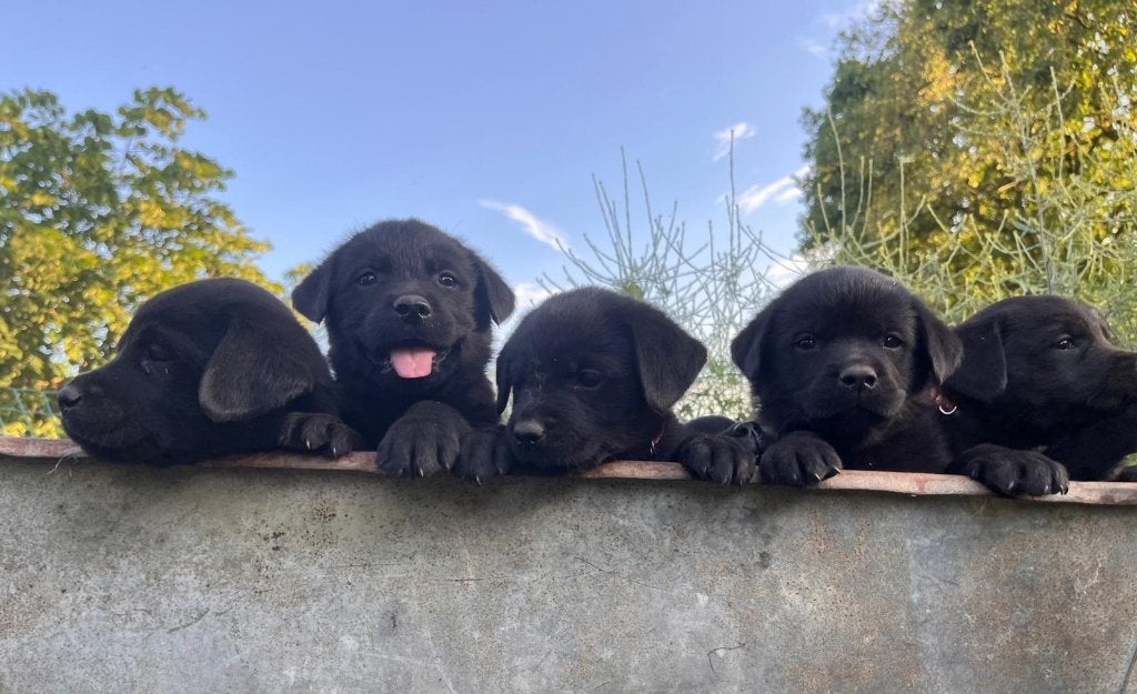 Rottweiler x Labrador pups, Parvo, Nederland, 8 tot 15 weken, Meerdere
