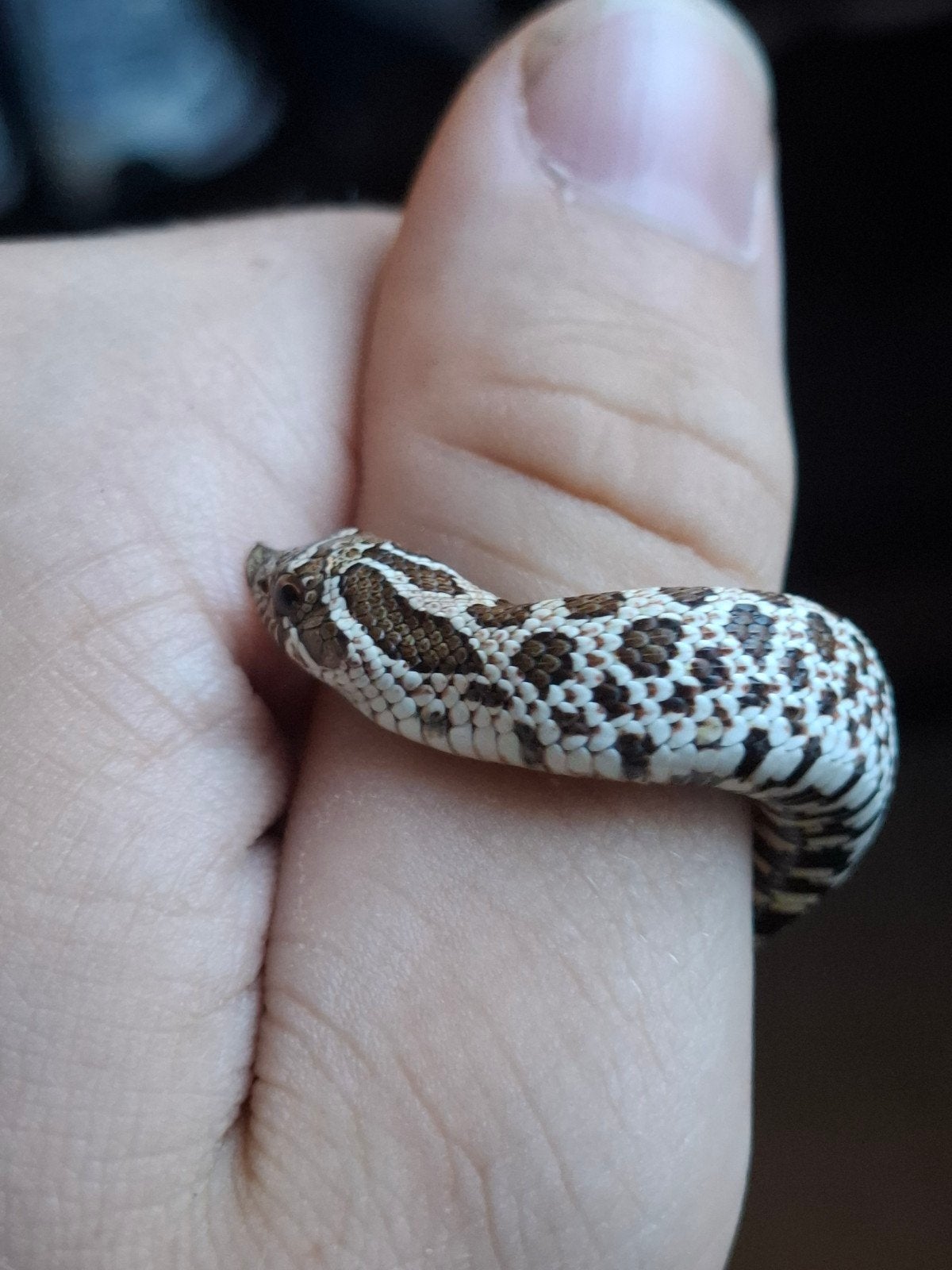 artic haakneus Hognose Snake photo 4