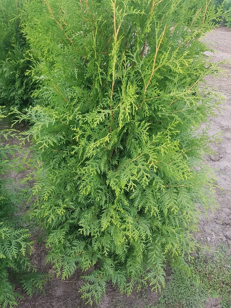 te koop thuja brabant coniferen, Ophalen, Conifeer, Struik, 100 tot 250 cm