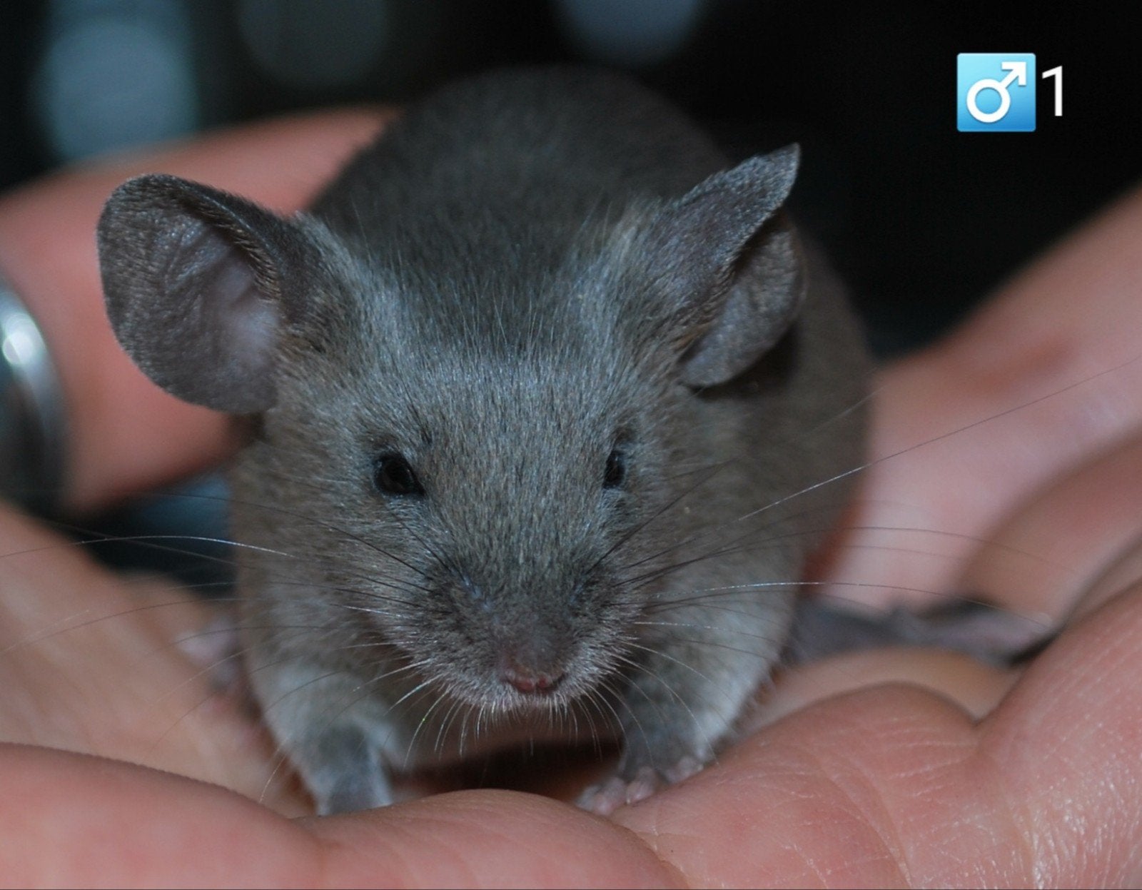 Kleurmuizen blue agouti lilac agouti blue cinnamon, April, Muis, Meerdere dieren, Tam