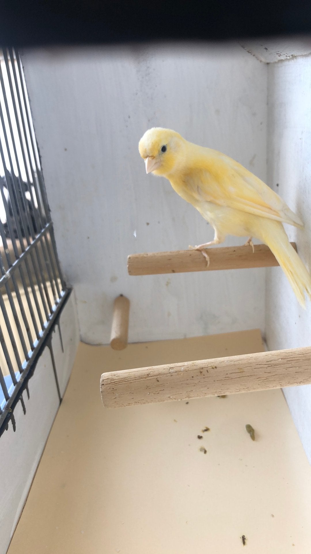 Te Koop ; Fraaie prachtige Jonge Kanarie., Dieren en Toebehoren, Vogels | Kanaries, Vrouwelijk, Kleurkanarie