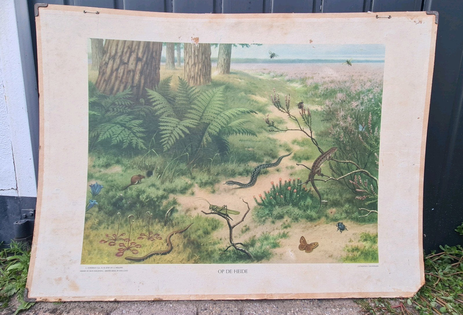 Schoolplaat wandkaart bijplaat Op de Heide 102 x 75 cm, Ophalen