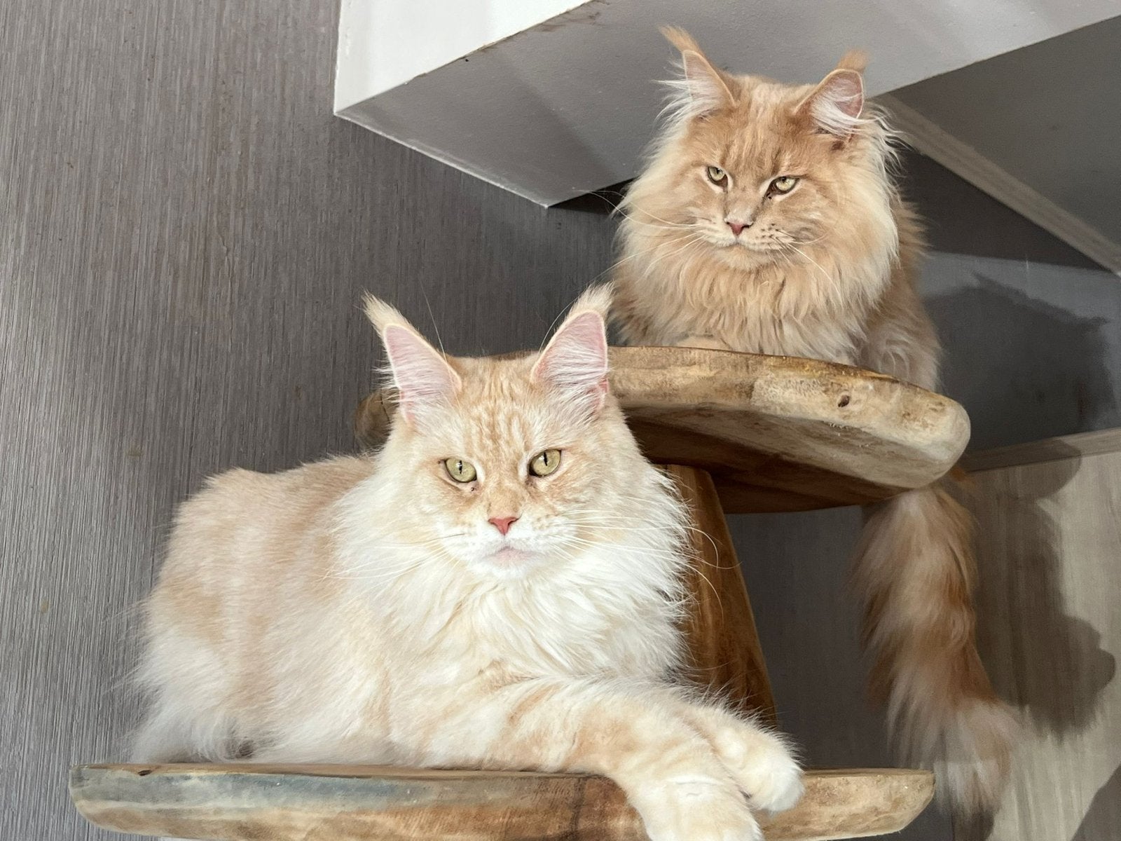 Main coon 18 maanden, Kater, Langharig, 0 tot 2 jaar