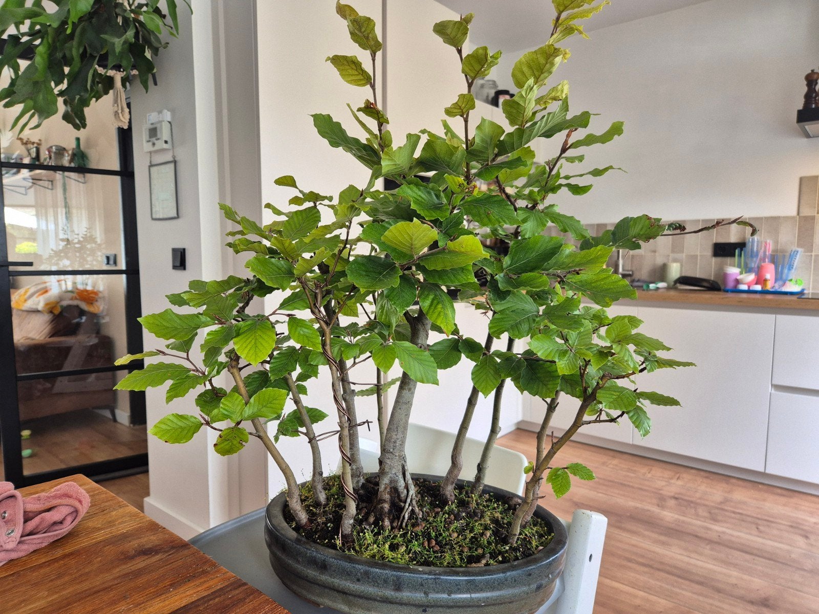 Beuken bos bonsai startmateriaal - Verschillende leeftijden, Ophalen, Volle zon