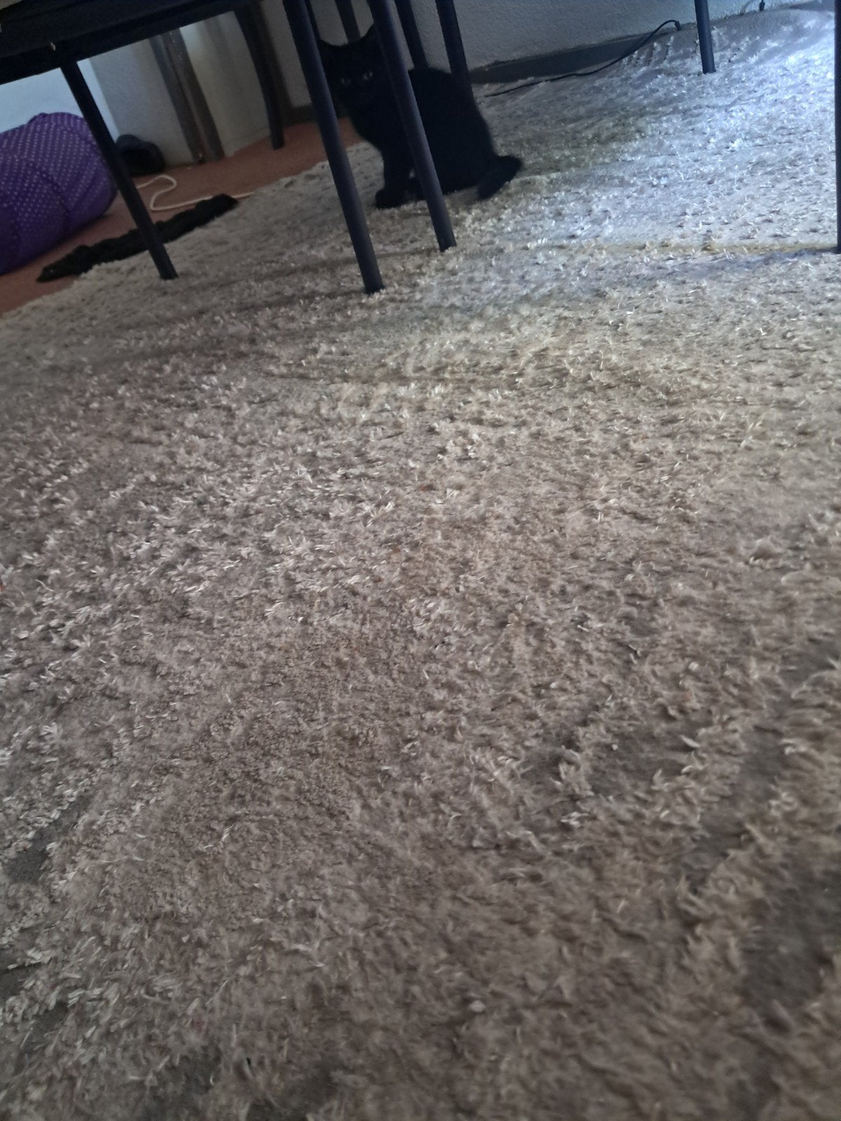 Lieve kitten gratis af te halen!, Poes