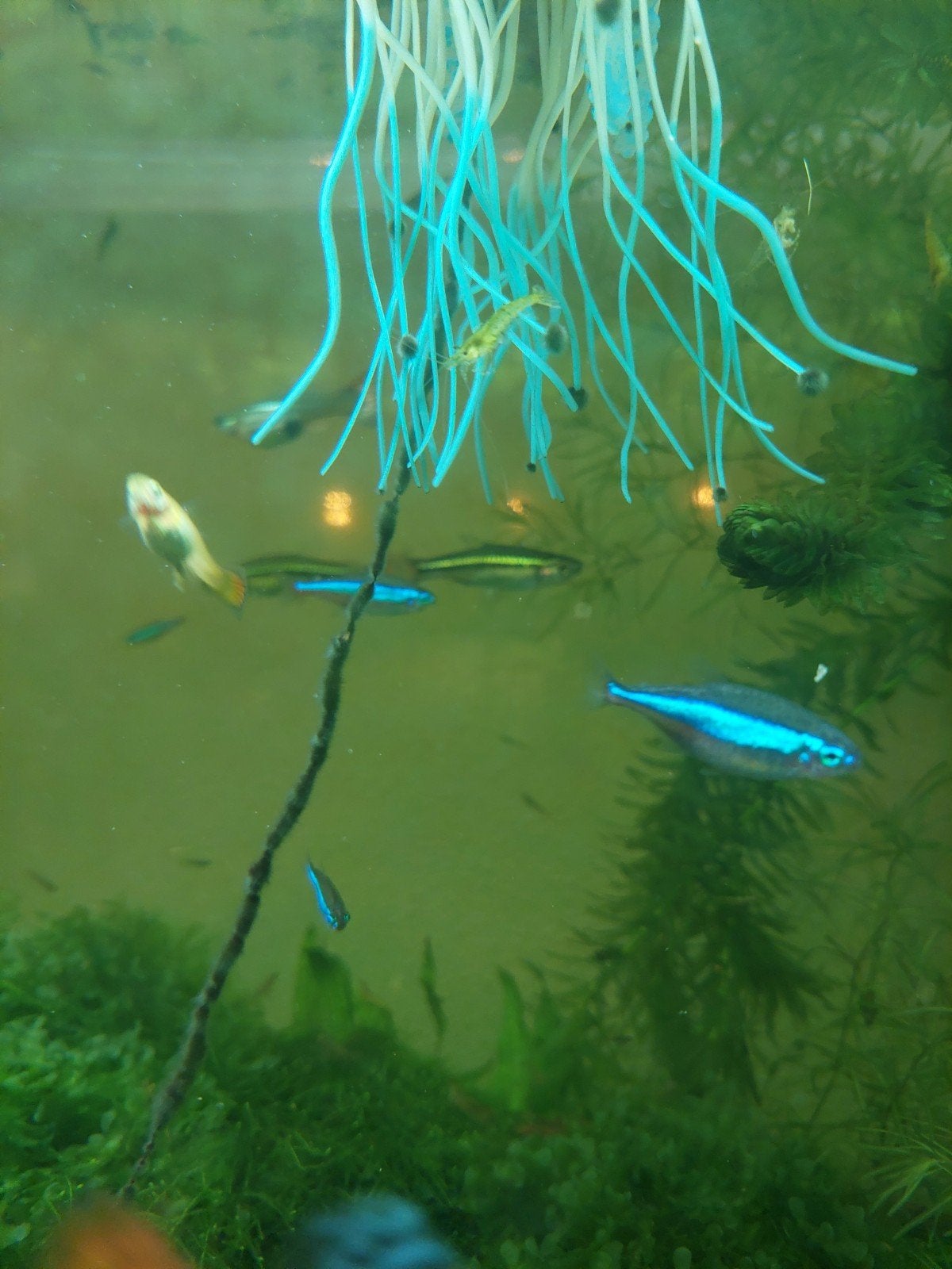 neon tetra, Vis, Zoetwatervis, Schoolvis