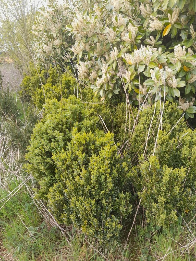 Buxus planten, Ophalen of Verzenden