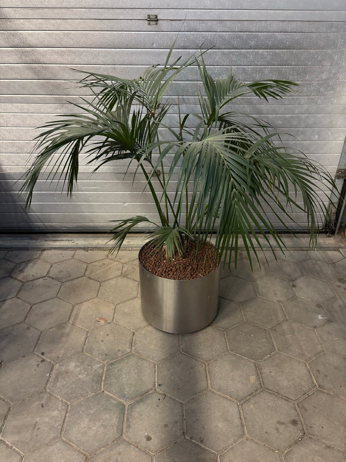 3 Hydrocultuur planten met potten, 120-175cm, Ophalen, Palm, Halfschaduw, In pot
