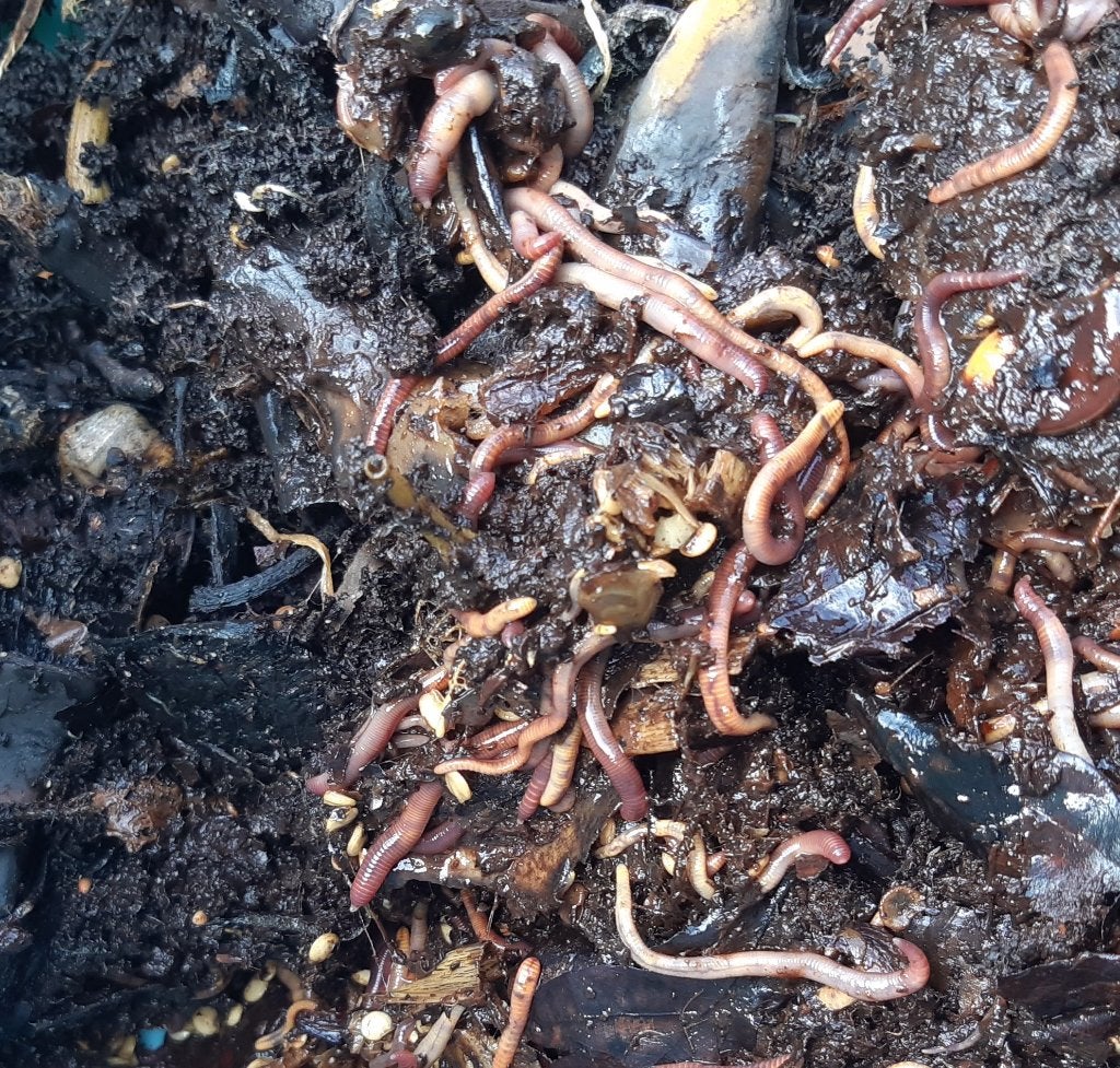 Compostwormen, tijgerwormen voor wormenbak, Ophalen, Compost
