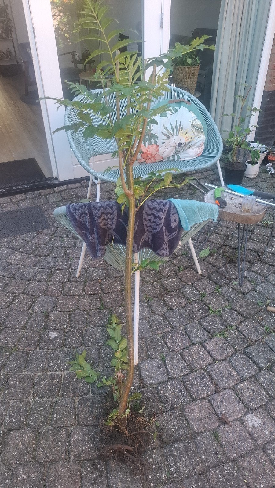 Lijsterbes boompje, ongeveer 1 meter hoog, Tuin en Terras, Ophalen, Volle zon, Overige soorten, 100 tot 250 cm