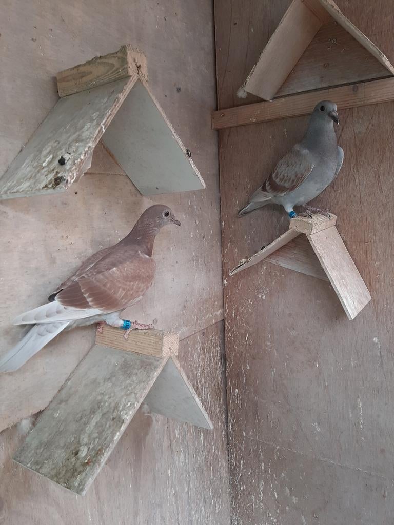 2 jonge duiven., Meerdere dieren, Postduif