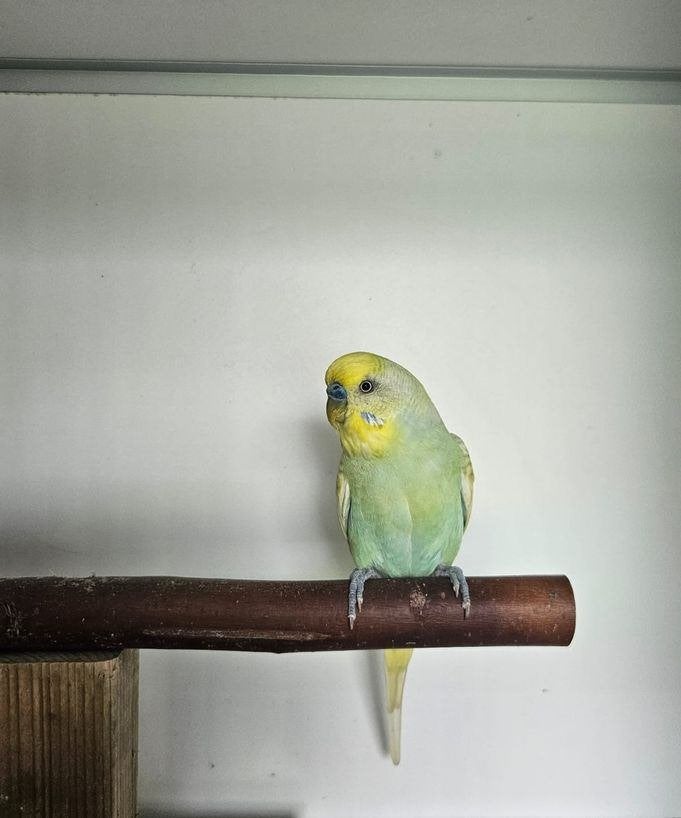 Carlo zoekt een huisje! (Grasparkiet), Mannelijk, Parkiet