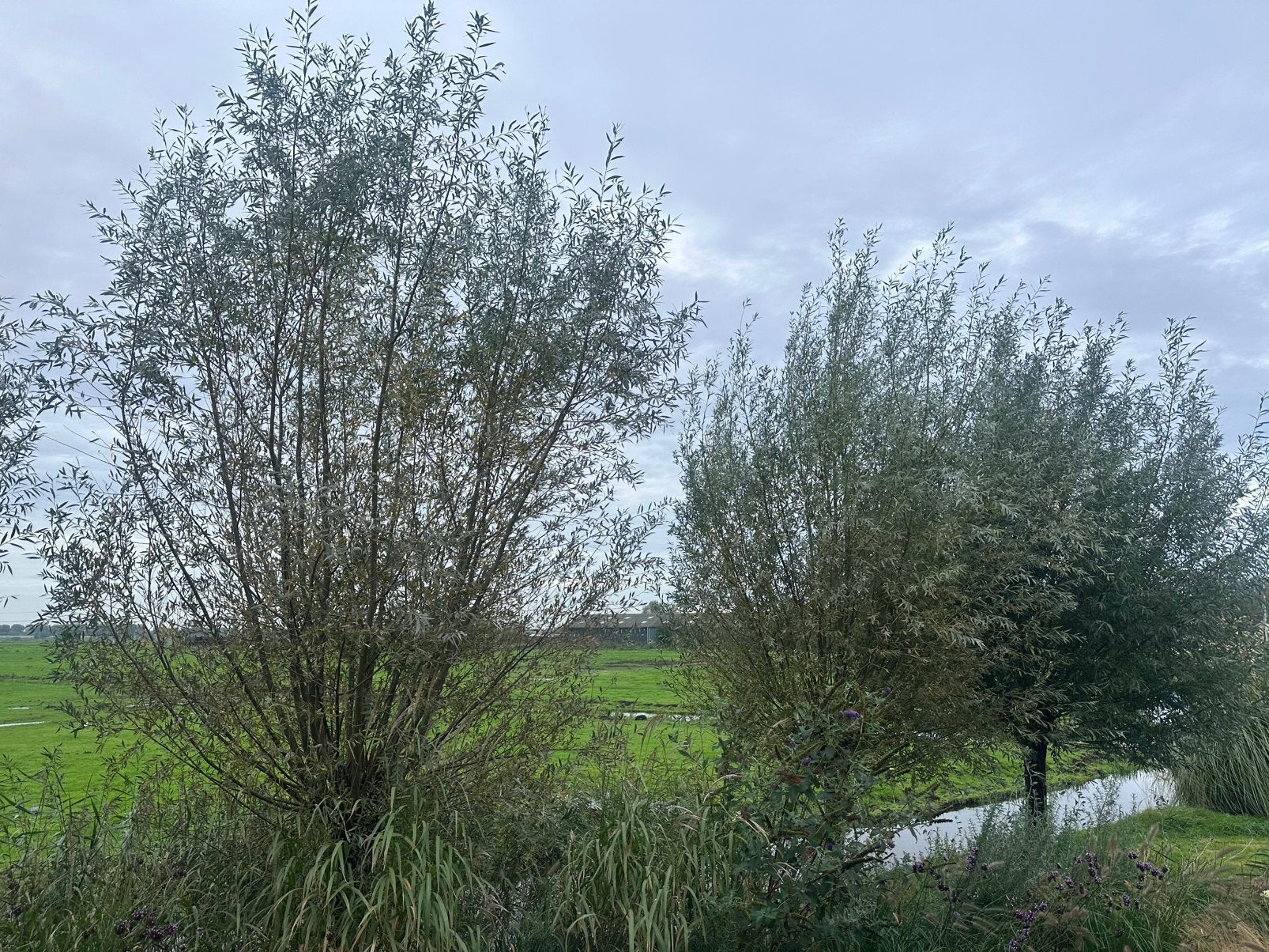 GRATIS knotwilg takken, 5 bomen alles moet weg, Ophalen, Volle zon, Overige soorten