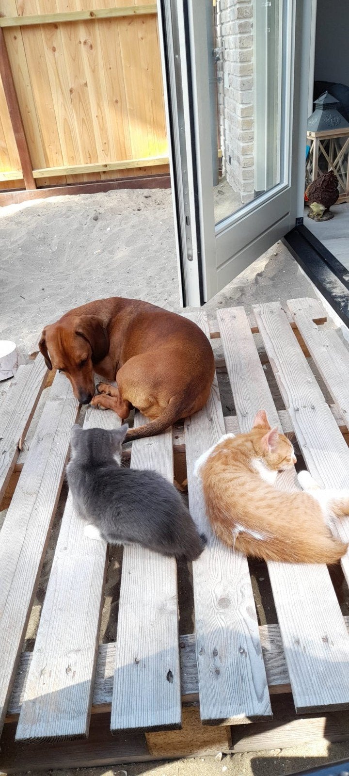 standaard teckel, Dieren en Toebehoren, Standaard, Reu, 1 tot 2 jaar, Korthaar