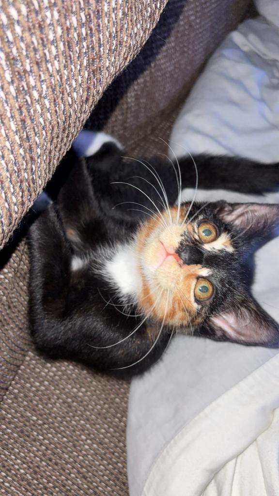 Lieve poes Bobo (bijna 1 jaar) zoekt een warm thuis, Dieren en Toebehoren, Katten en Kittens | Overige Katten, Poes, 0 tot 2 jaar