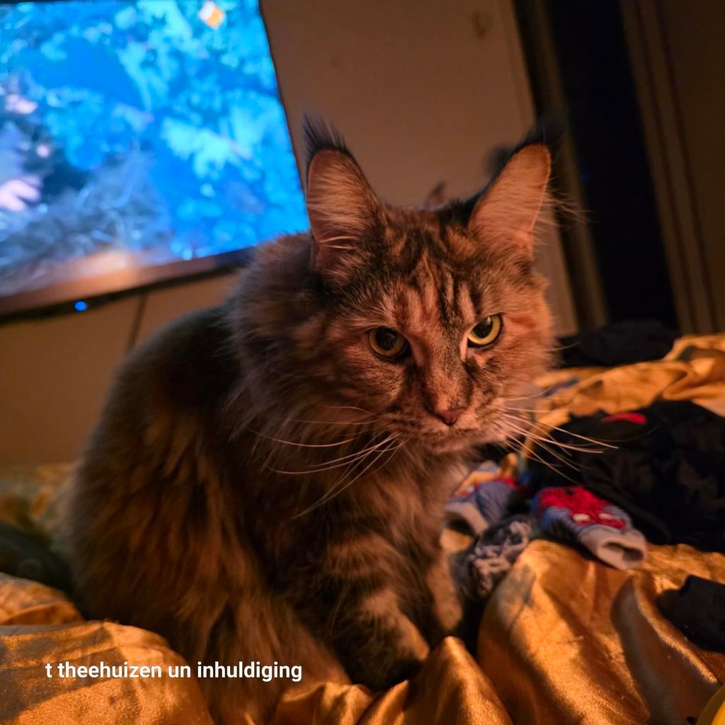Op zoek naar maine coon vriendinnetje voor lilly, Dieren en Toebehoren, Katten en Kittens | Raskatten | Langhaar, Poes, Ontwormd
