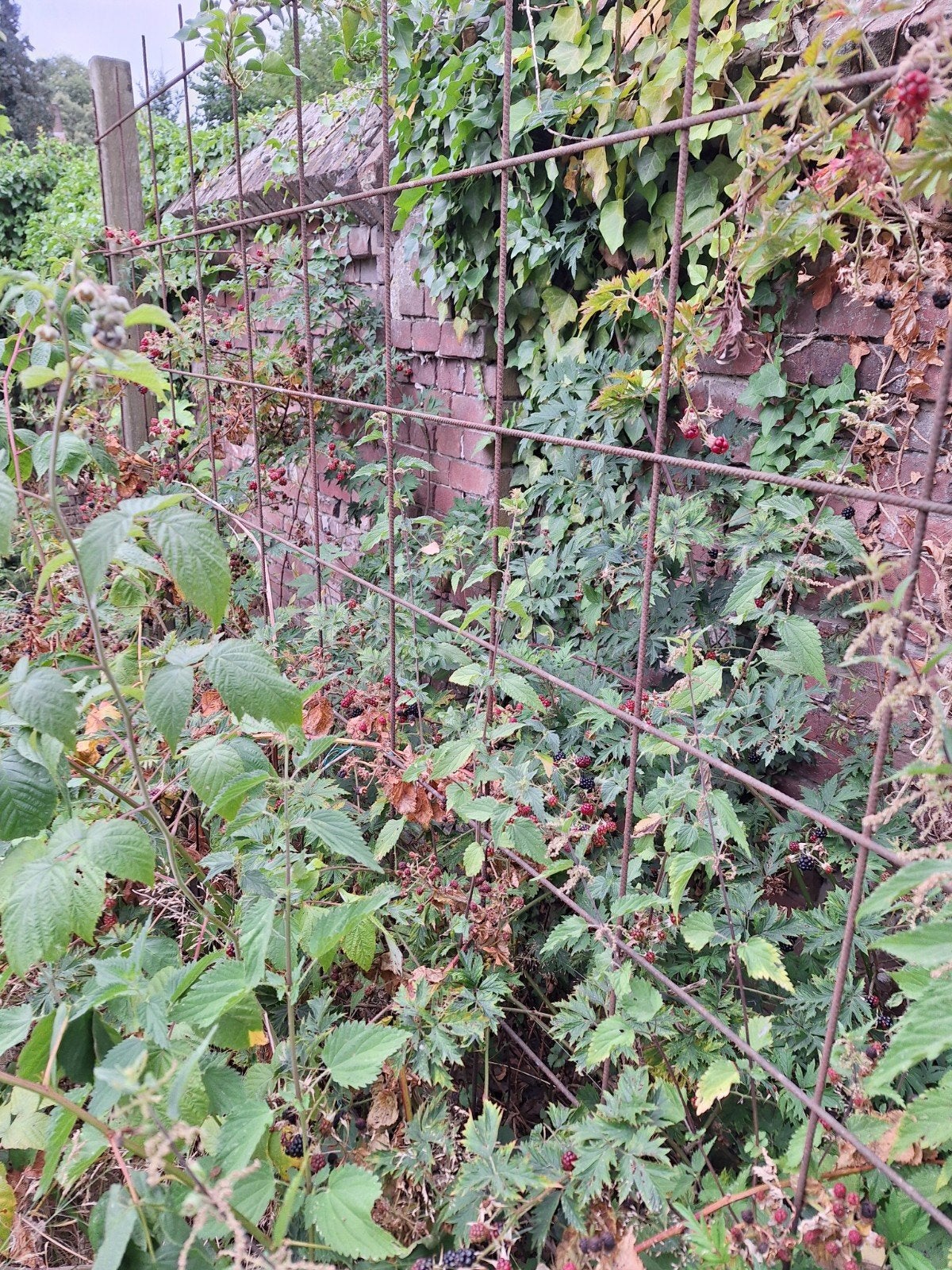 bouwmat / ijzeren mat / planten gelijder, Ophalen