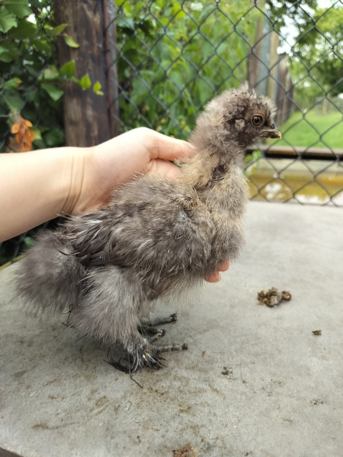 Zijdehoen kuiken in speciale kleur, Dieren en Toebehoren, Pluimvee, Geslacht onbekend, Kip