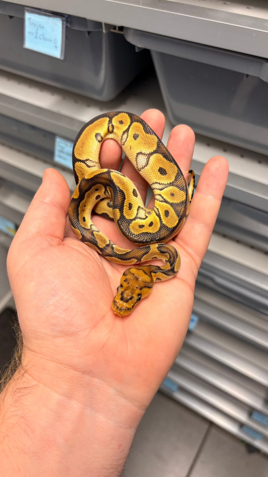 Orange dream clown ball python, Slang, 0 tot 2 jaar