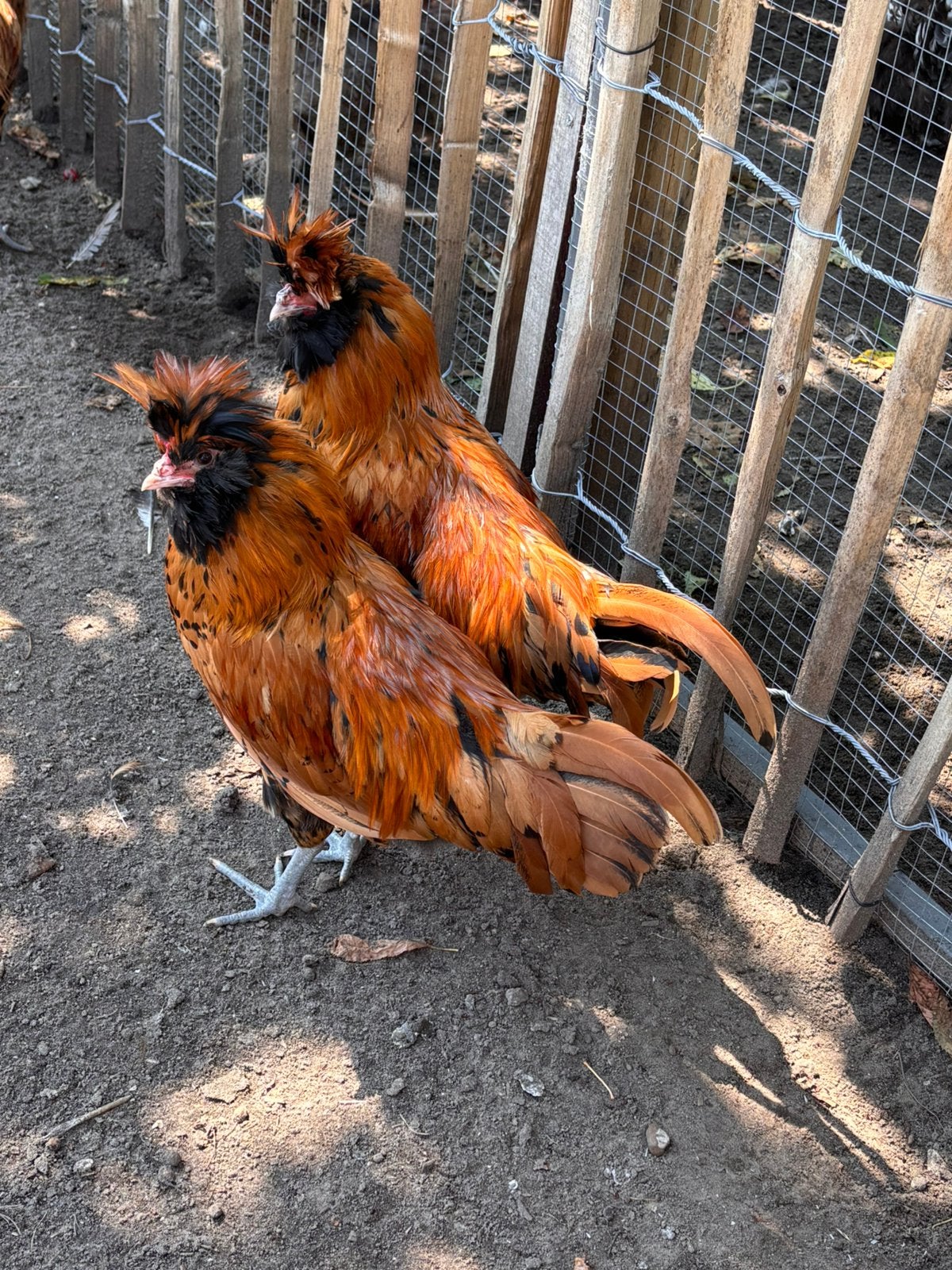 Brabanter haan., Dieren en Toebehoren, Mannelijk, Kip