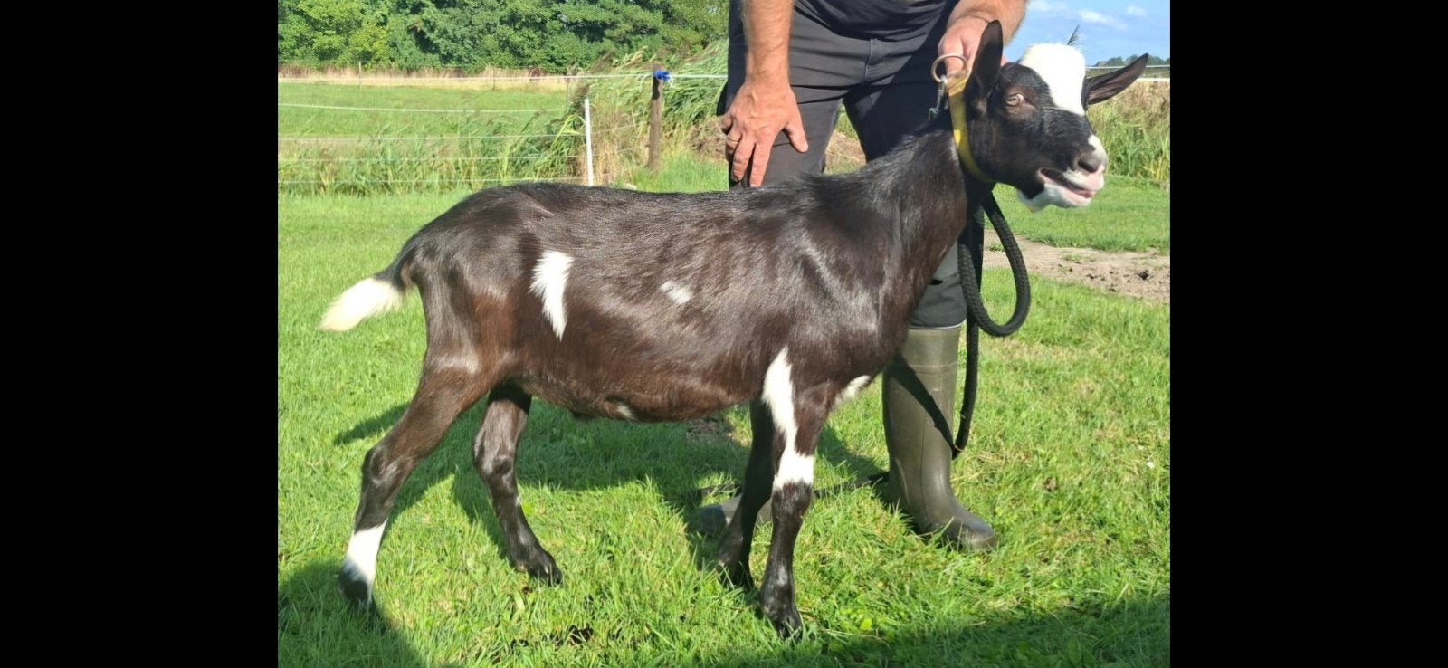 Zwart bonte stamboek bok, Dieren en Toebehoren, Schapen, Geiten en Varkens, Mannelijk, Geit