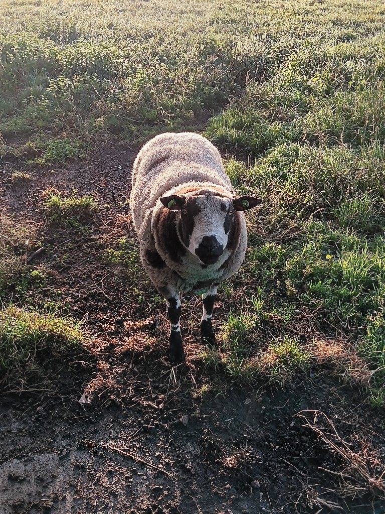 bonte dekram, Dieren en Toebehoren, Mannelijk, Schaap, 0 tot 2 jaar