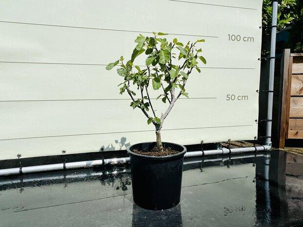 Vijgenboom - Brown Turkey - stamomvang 4-6 cm, In pot, Halfschaduw, Minder dan 100 cm, Zomer