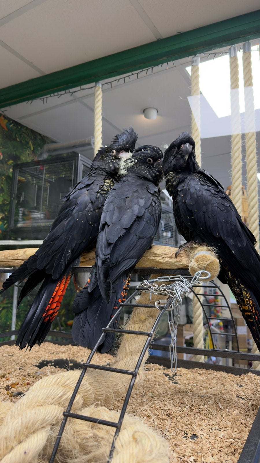 Zwartroodstaart kaketoe’s, Dieren en Toebehoren, Meerdere dieren, Papegaai, Pratend