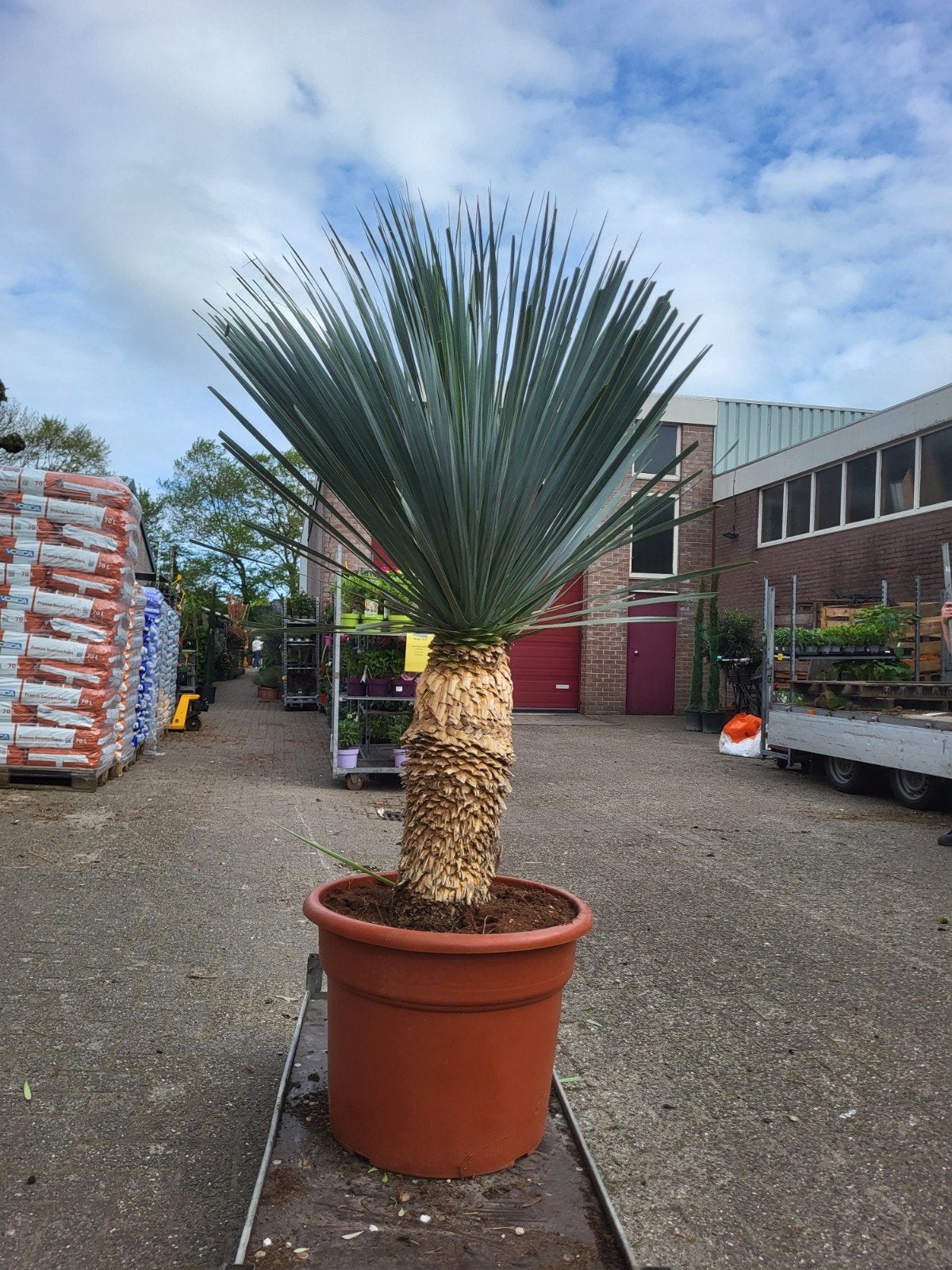xxl yucca rostrata nu in de opruiming, Tuin en Terras, Ophalen of Verzenden, Overige soorten, Volle zon