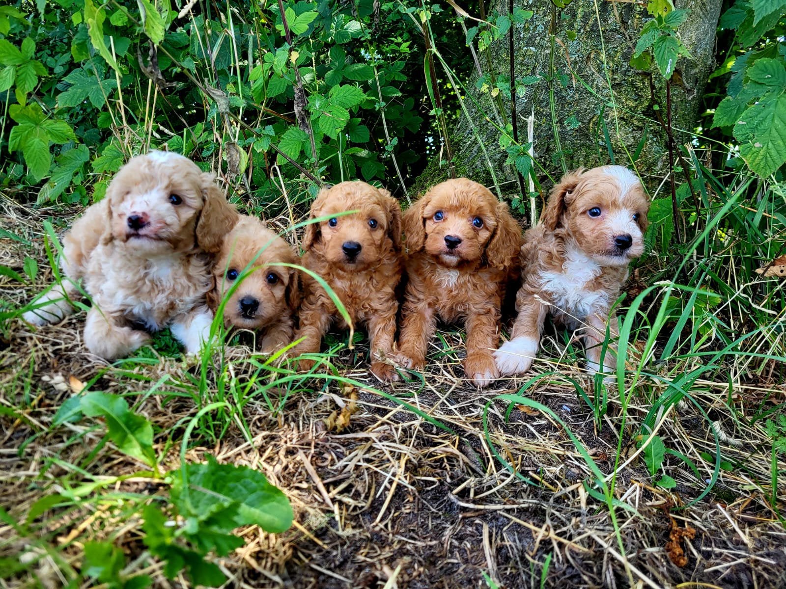 5 schattige lieve Maltipoo pups reutjes – Sociaal en gezond!, Parvo, Overige rassen, 8 tot 15 weken, Meerdere