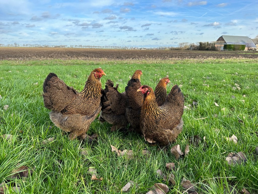 Jonge tamme Brahma kriel kippen gesekst en ingeënt, Dieren en Toebehoren, Vrouwelijk, Kip
