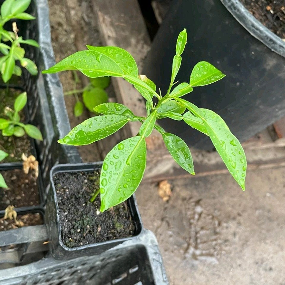 Yuzu zaailingen, Volle zon, Vaste plant, Ophalen of Verzenden, Fruitplanten
