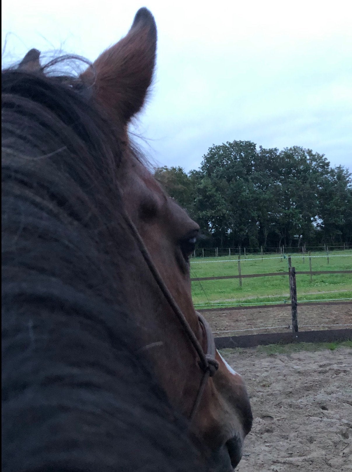 Stalling gezocht omgeving Breda +15km, Stalling, 1 paard of pony