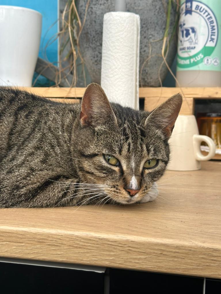 Gevonden poes  Omgeving maassluis !, Kat