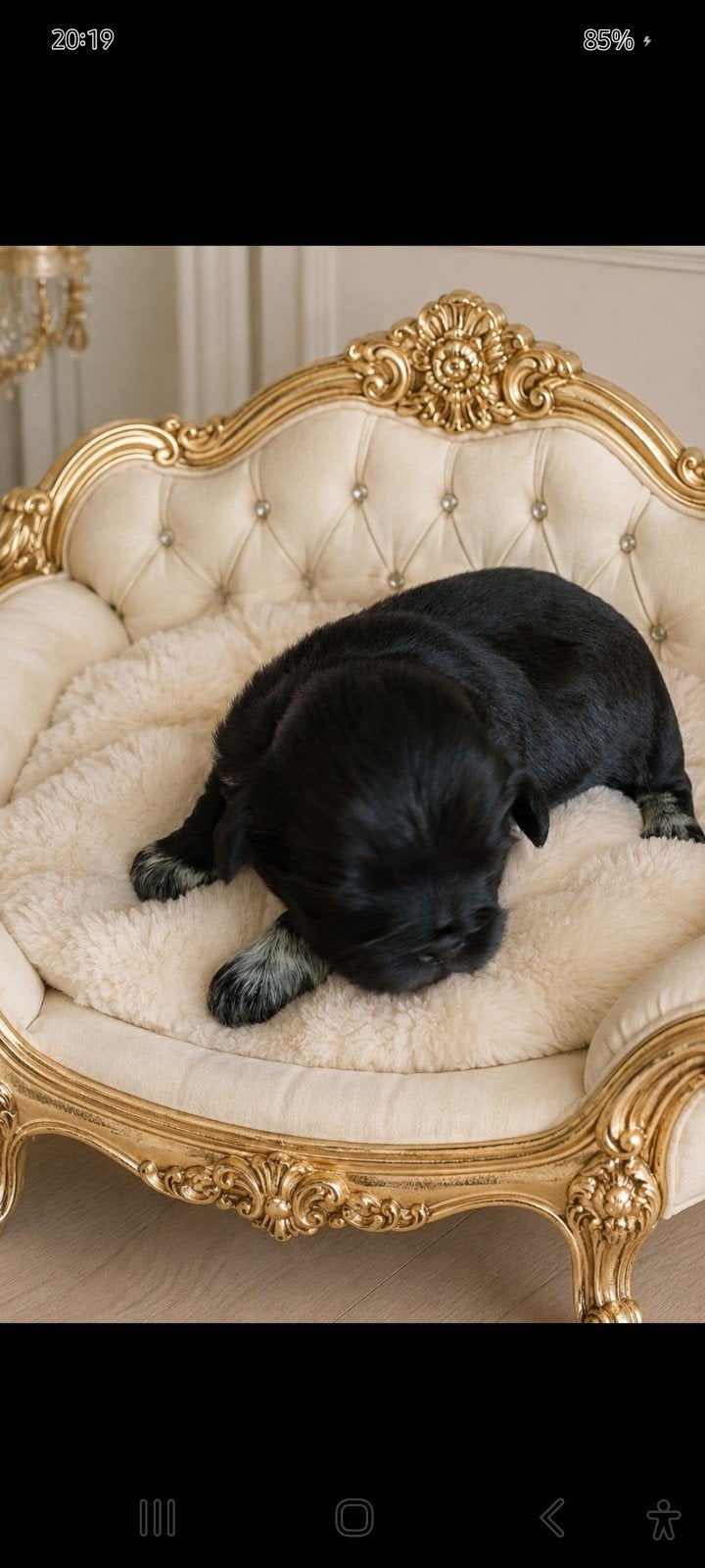 Schitterend raszuiver zwart shih tzu reutje, Dieren en Toebehoren, Parvo, 8 tot 15 weken, Eén hond, Nederland