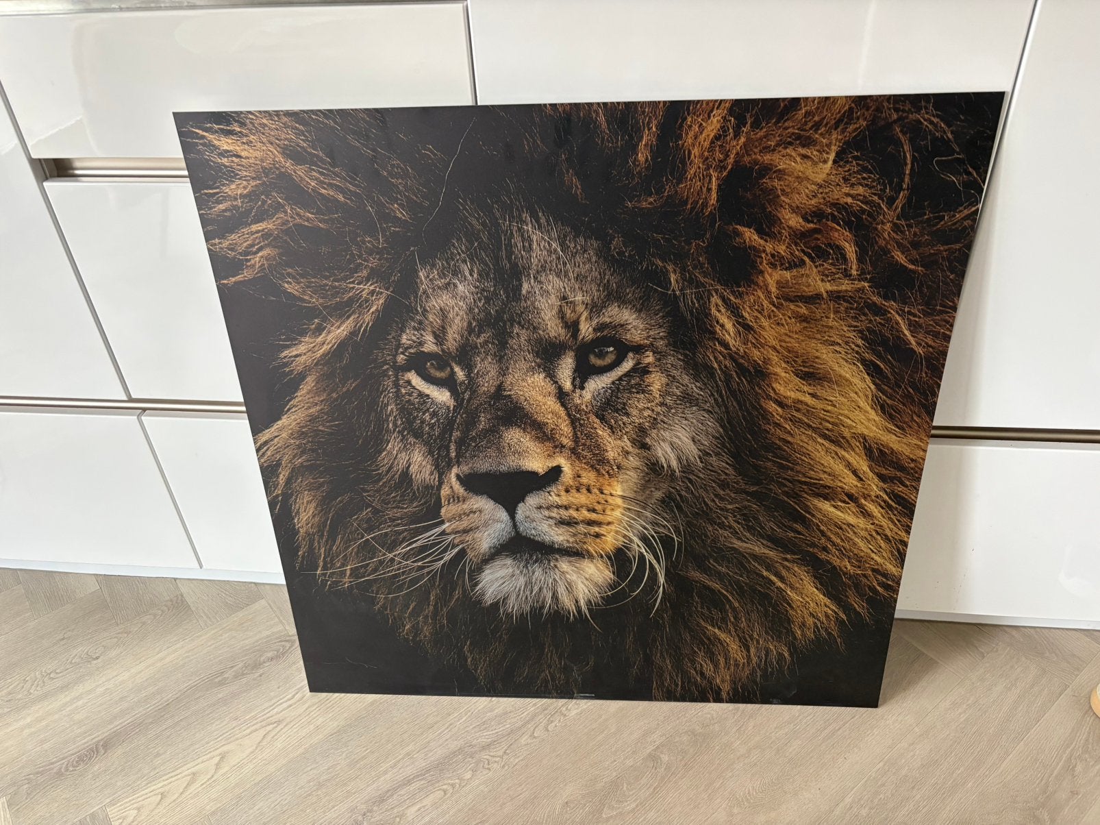 Dibon foto schilderij aluminium 100x100 Leeuw, Huis en Inrichting, Ophalen, Zo goed als nieuw, Schilderij