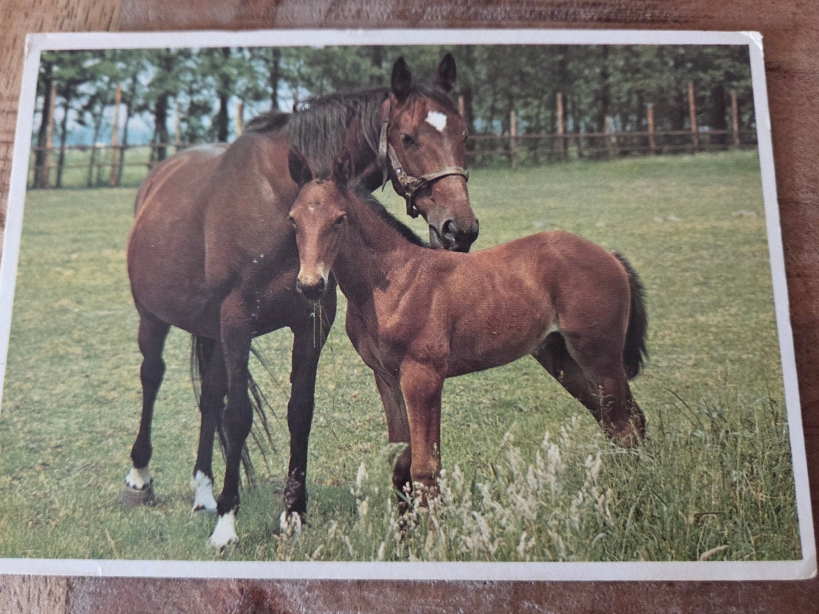 Oude Ansichtkaart: Merrie met Veulen - Paardenliefhebber, Verzamelen, Verzenden, 1960 tot 1980, Gelopen, Paard